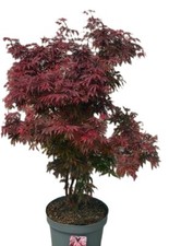 Roter fächerahorn acer gebraucht kaufen  Uplengen