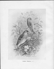 Antique print c1898 for sale  UK