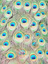 20x genuine peacock for sale  NEWRY