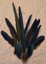 Harliquin hybrid macaw for sale  Holiday