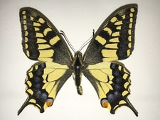 Papilio machaon melitensis usato  Catania