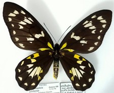 Ornithoptera victoriae isabell usato  Spedire a Italy