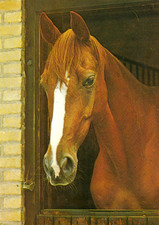 Cartão postal animais cavalo cromado 4x6 cavalo no celeiro barraca e rebanho não publicado **2 cartões* comprar usado  Enviando para Brazil