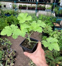 Rose scented geranium for sale  HEBDEN BRIDGE