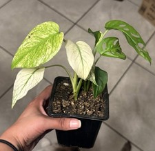 Monstera mint large for sale  Santa Maria