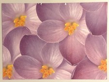 Blank card pair for sale  Cedar Lake