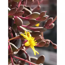 Othonna capensis charming for sale  Miami