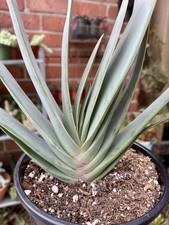 Aloe plicatilis fan for sale  Covina