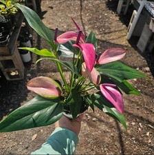 Anthurium zizou andraeanum for sale  West Covina