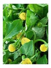 250 graines brede d'occasion  Anzin
