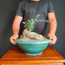 Pre bonsai shoin usato  San Pancrazio Salentino