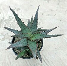 Aloe wildfire ppaf for sale  San Marcos