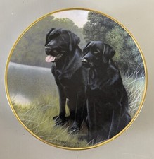 Dogs labrador dogs for sale  GOSPORT