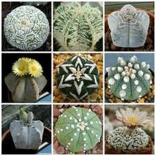 Semi astrophytum mix usato  Reggio Calabria