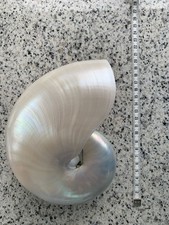 Nautilusmuschel gebraucht kaufen  Delmenhorst