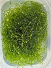 Guppy grass easy for sale  LONDON