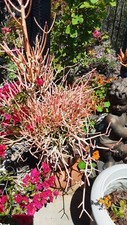 Succulent fire stick for sale  Oceanside