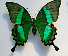Papilio palinurus butterfly for sale  LIVERPOOL