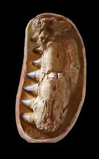 Mandíbula Mosasaur original em matriz de mandíbula de alta qualidade rara comprar usado  Enviando para Brazil