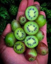 Kiwi berry seeds for sale  Melbourne