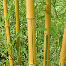 Phyllostachys aureosulcata spe d'occasion  Pouzauges