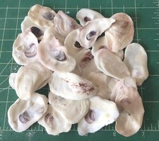 Oyster seashells hand for sale  Fort Myers
