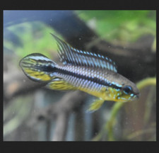 Apistogramma tefe agassizi for sale  Burley