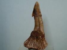 Riginal fossiler sägefischzah gebraucht kaufen  Baienfurt
