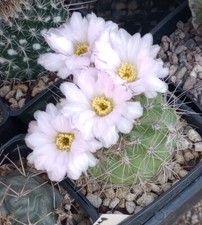Acanthocalycium violaceum arge for sale  North Las Vegas