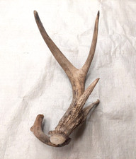 Natural real deer for sale  USA