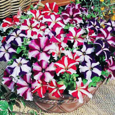 150х petunia hybrida for sale  LOUGHTON