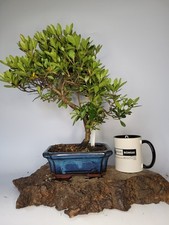 Japanese azalea shohin for sale  ELGIN