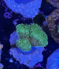 Corallo stylophora pistillata usato  Cornate d'Adda