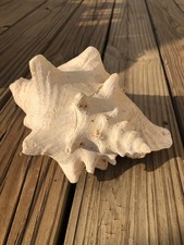 Large conch seashell for sale  Lufkin