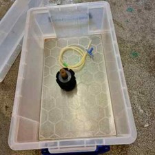Killifish livebearer betta for sale  GLASGOW