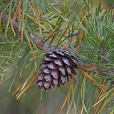 Pinus taeda tree for sale  Denver