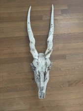 Animal skull horns for sale  Charlotte