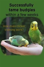 Successfully tame budgies for sale  DERBY