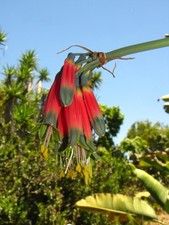 Phaedranassa glauciflora amary for sale  San Diego