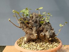 Bonsai mirto 25x22cm usato  Pagani