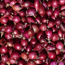 Easy grow onion for sale  Milwaukee