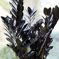 indoor fern for sale indoor fern for sale IPSWICH