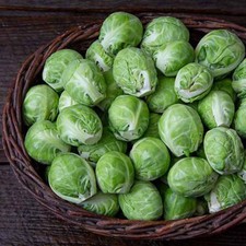 500 dagan brussels for sale  Spring City