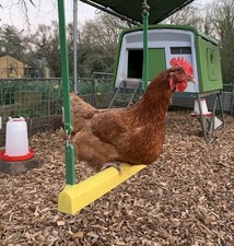 Chicken swing fowl for sale Chicken swing fowl for sale  NORWICH