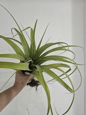 Tillandsia cardinal big for sale  Opa Locka