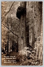 Peculiar growth redwood for sale  Port Bolivar