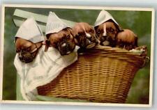 39892910 boxerhunde korb gebraucht kaufen 39892910 boxerhunde korb gebraucht kaufen  Deutschland