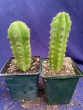 Columnar cacti pach for sale  PENZANCE
