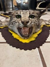 Bobcat taxidermy rug for sale  Corpus Christi