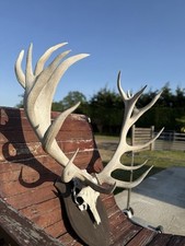 Point deer stag for sale  CHICHESTER